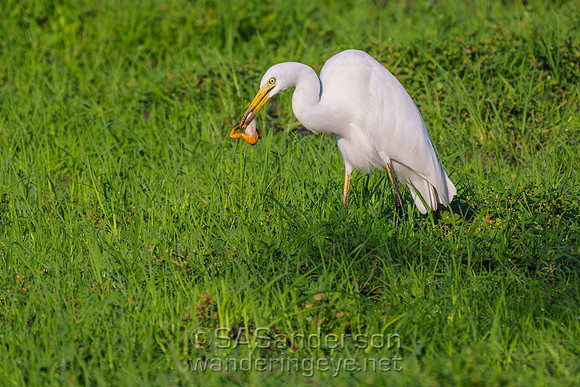 Great Egret with Frog