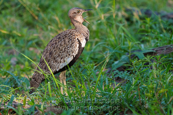 Red-crested Korhaan
