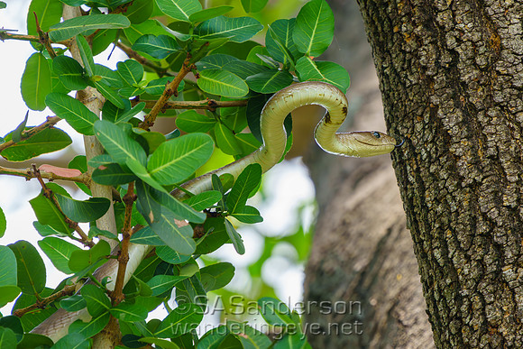 Deadly Black Mamba