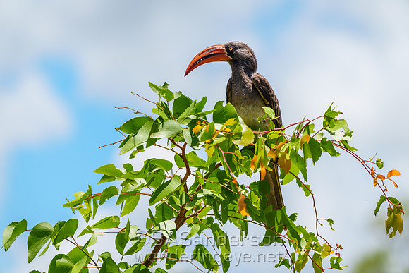 Crowned Hornbill