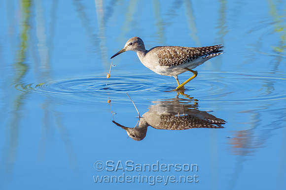 Wood Sandpiper