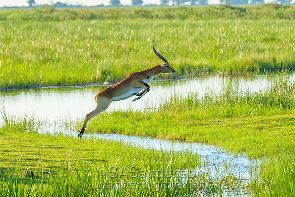 Leaping Lechwe