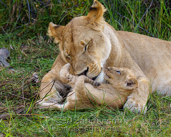 Lioness and Cub