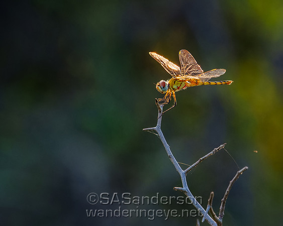 Dragonfly