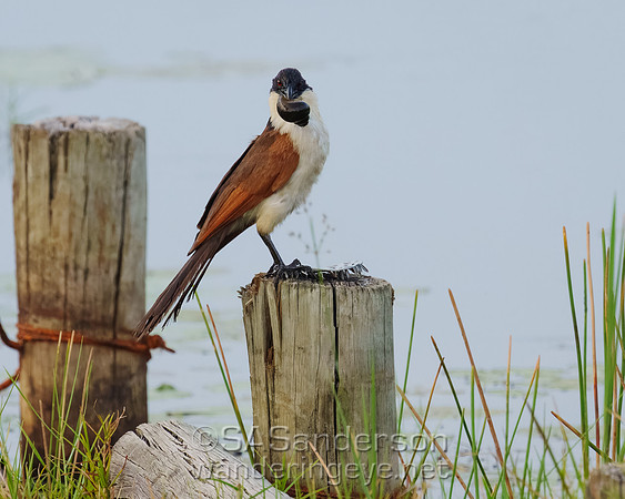 Coppery-tailed Coucal with Snail