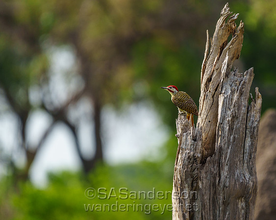 Bennett's woodpecker