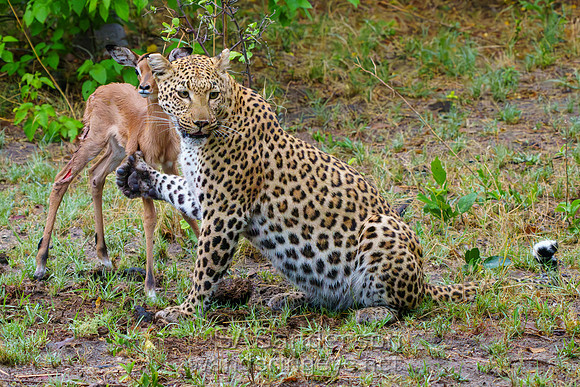 Leopard with Impala Calf