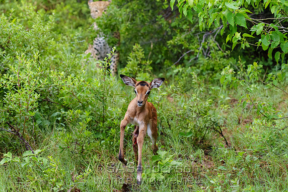 Leopard with Impala Calf
