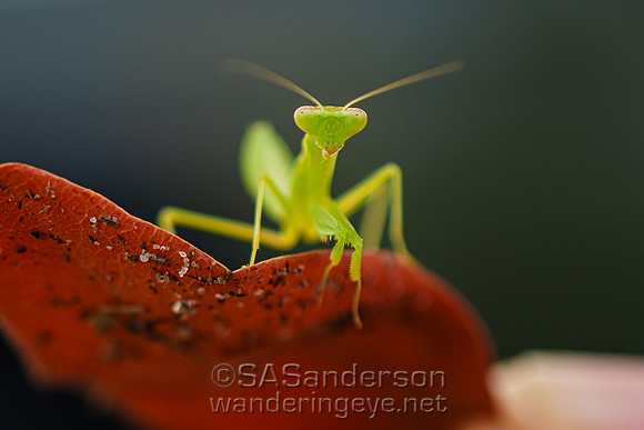 African Mantis