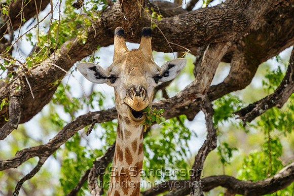 Giraffe