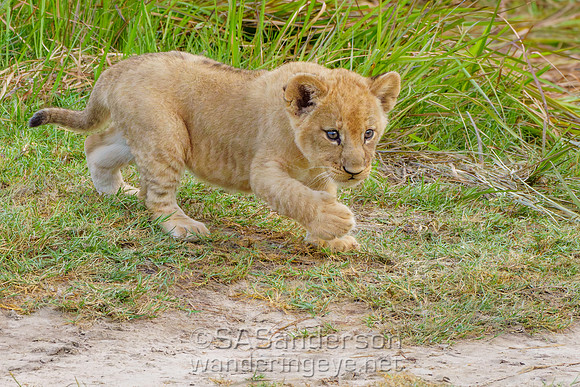 Running Lion Cub