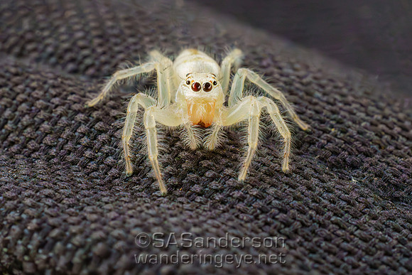 Spider