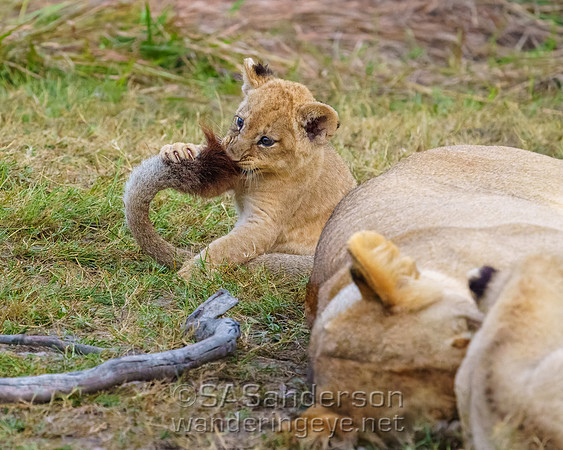 Lion Cub with Mom's Tail