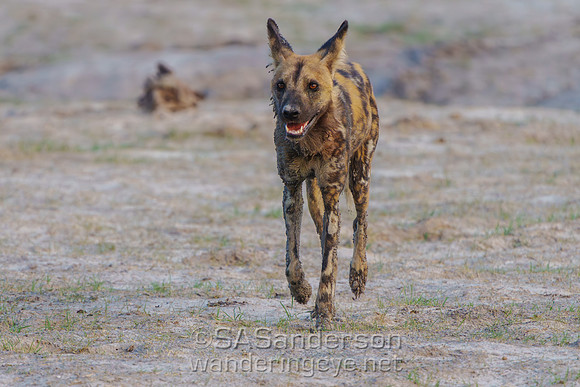 Wild Dog at Dusk