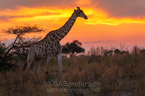 Giraffe at Sunset