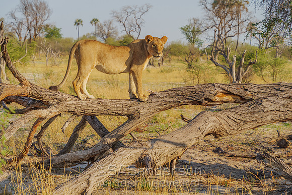 Lioness on Log