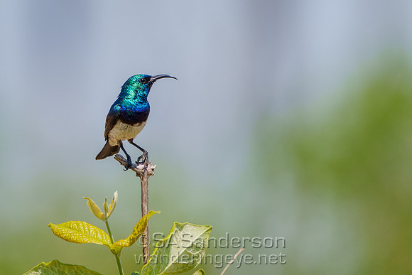 White-bellied Sunbird