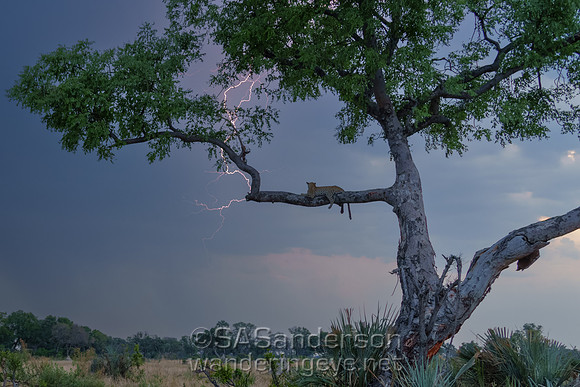 Leopard and Lightning