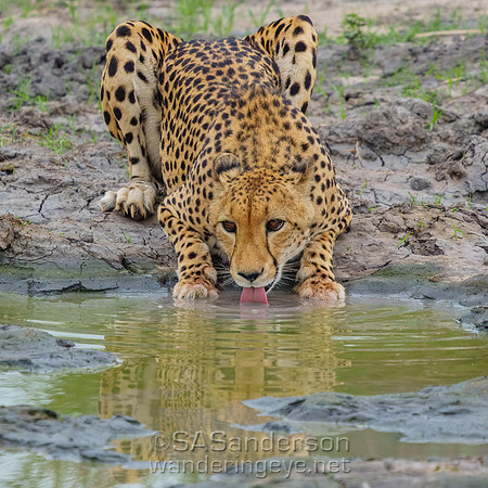 Cheetah Drinking