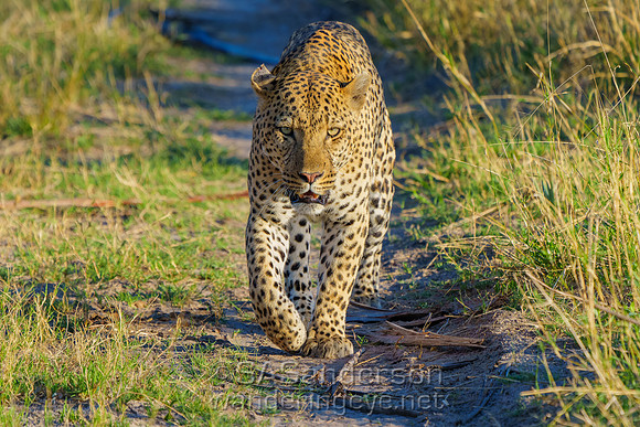 Leopard