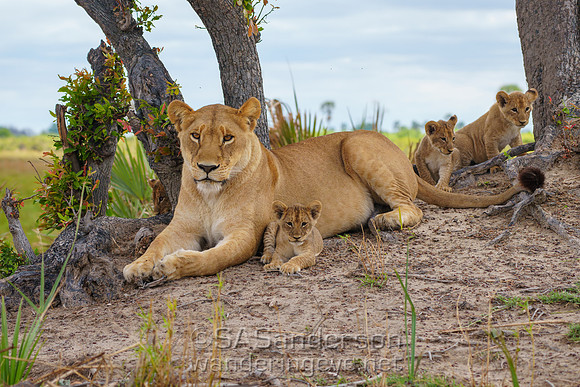 Lioness and Cubs