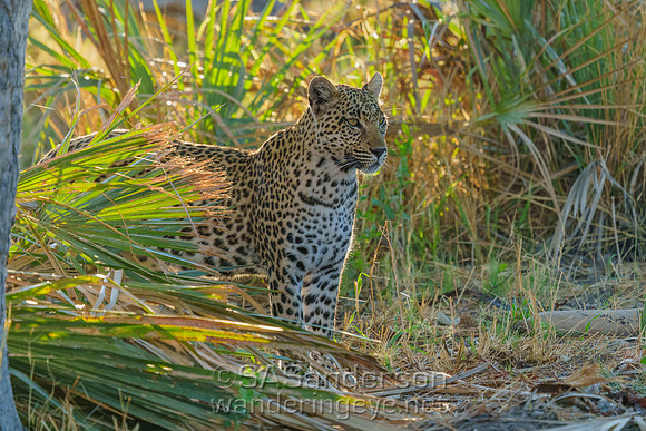 Leopard