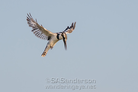 Pied Kingfisher, Fishing
