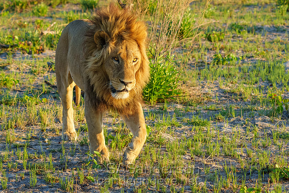 Lion at Dusk