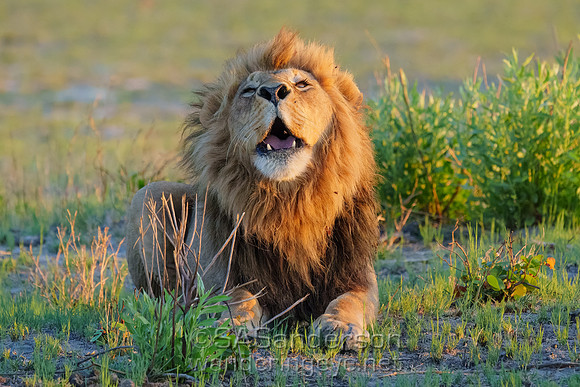 Roaring Lion at Dusk