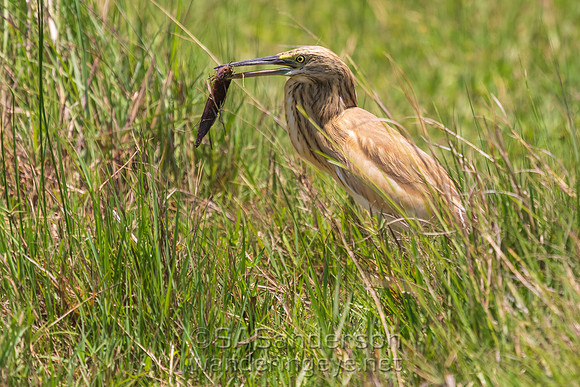 Squacco Heron with Fish
