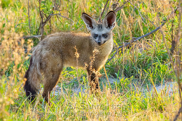 Bat-eared Fox