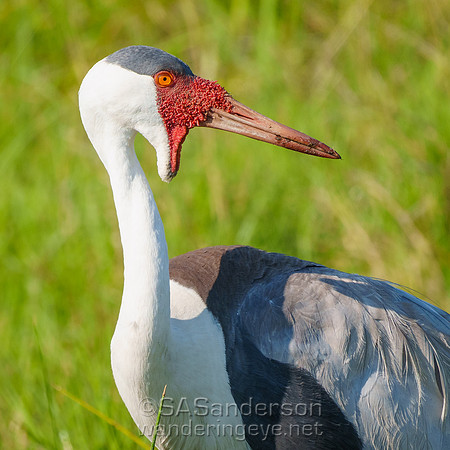Wattled Crane