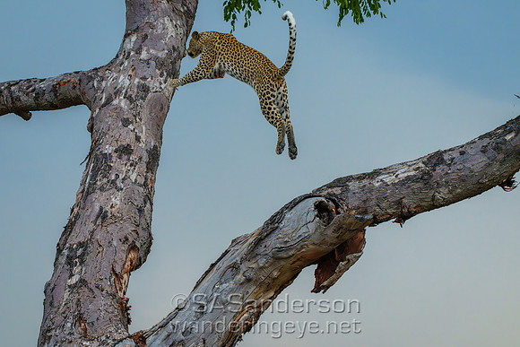 Leopard in Flight