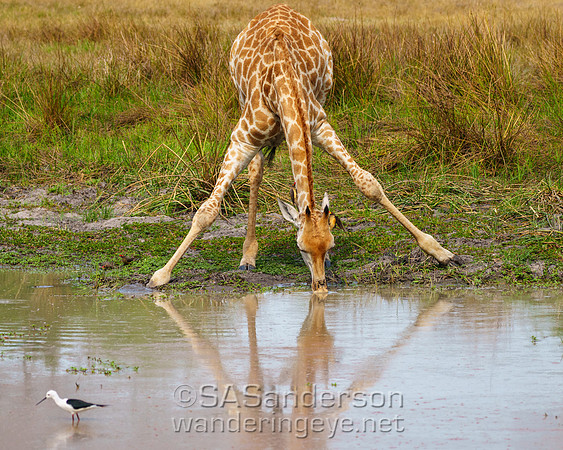 Giraffe