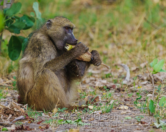 Baboon with Sausage Tree Fruit