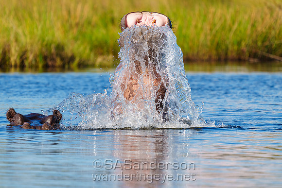 Hippopotamus