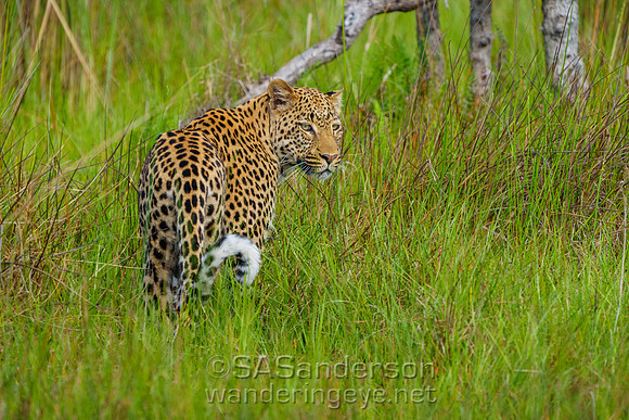 Leopard Glance