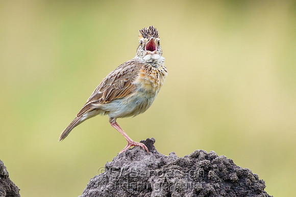Rufous-naped Lark