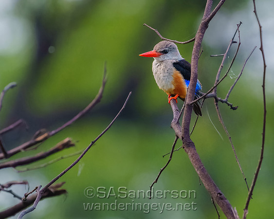 Grey-headed Kingfisher