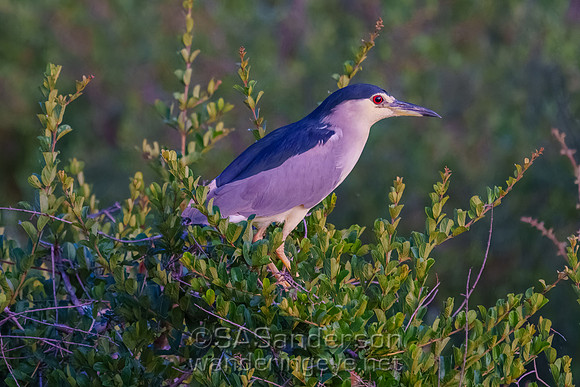 Black-Crowned Night Heron
