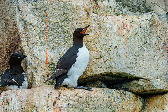 Black Guillemot