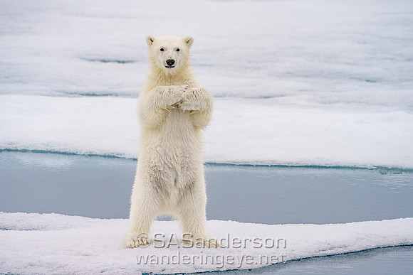 Cub Watching Us