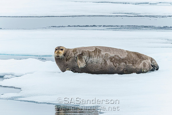 Bearded Seal