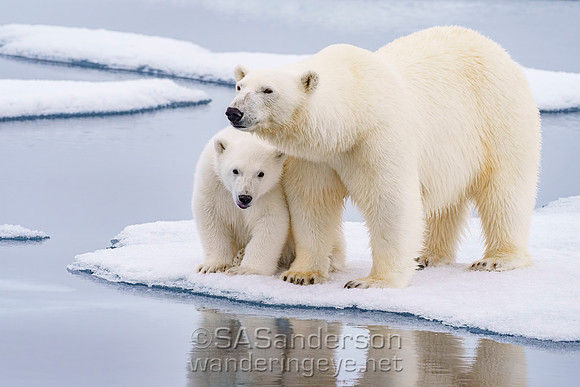 Cub and Protective Mom